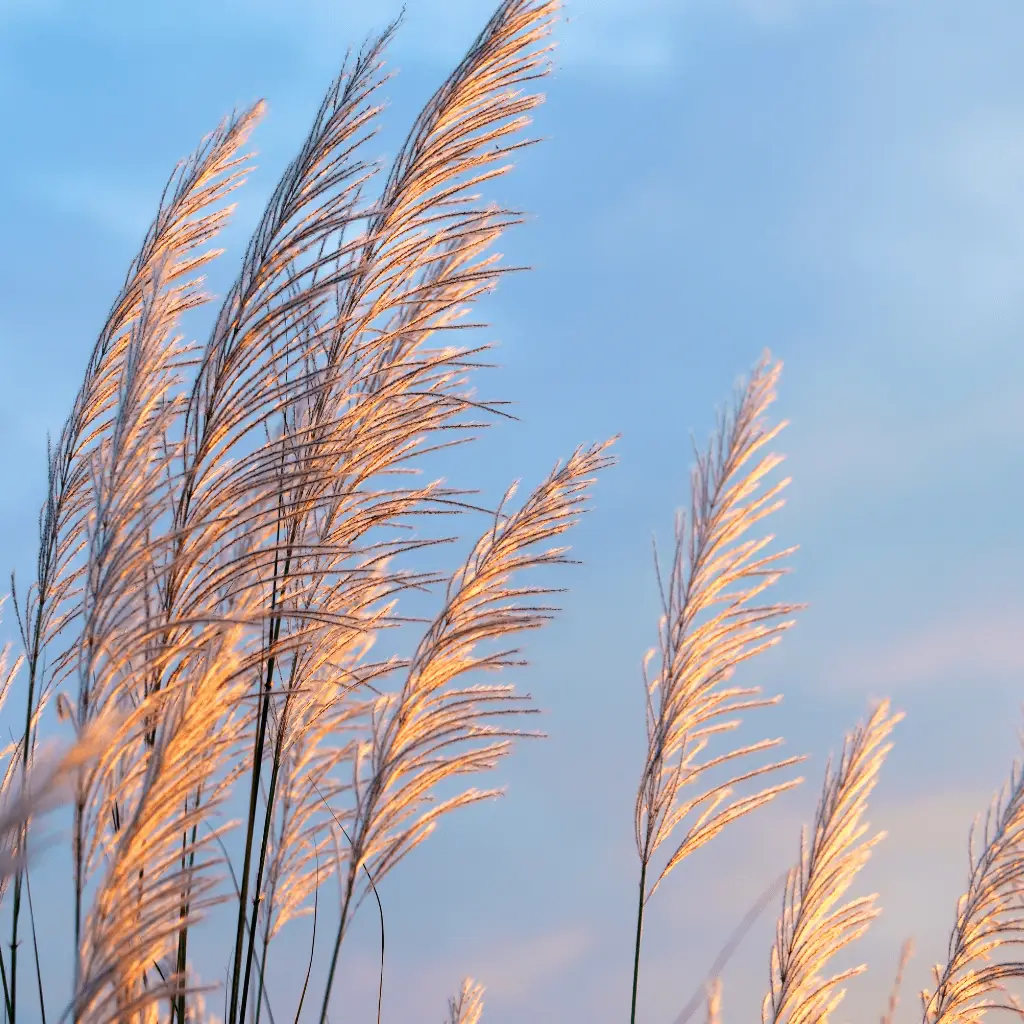 Tall golden grasses swaying at sunset in Utah — representing change, resilience, and the beauty found in life's transitions.