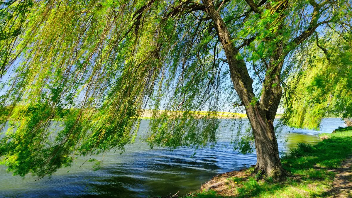 Willow tree by a calm lakeside, symbolizing peace, reflection, and the supportive nature of therapy.