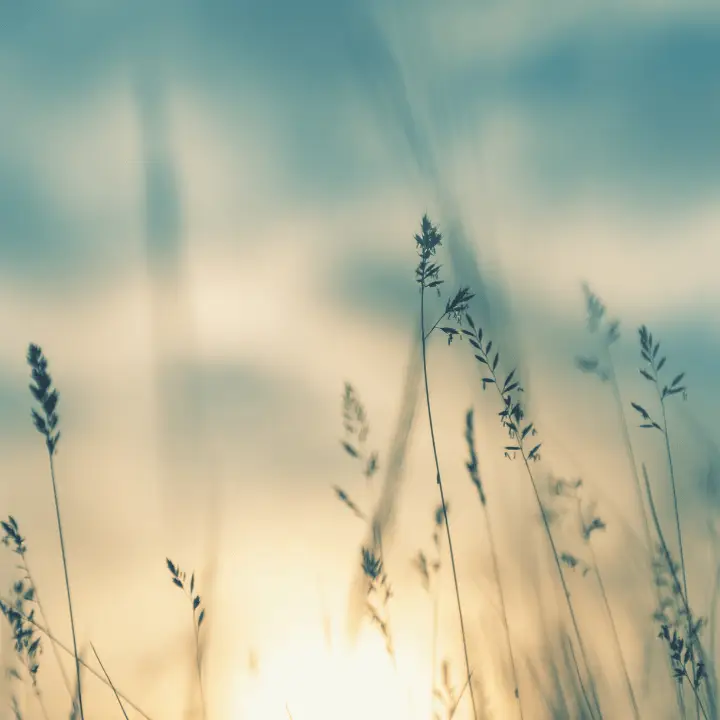 Calming image of tall grass at sunset, symbolizing peace and healing.